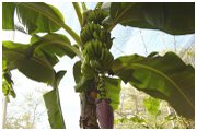 Jeren Tropicals - Themed Foliage Package - Bali Hai