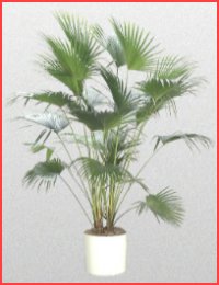 Chinese Palm Trees