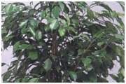 Jeren Tropicals - Themed Foliage Package - The Ficus Tent